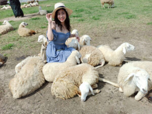 Chụp ảnh đồng cừu Suối Tiên