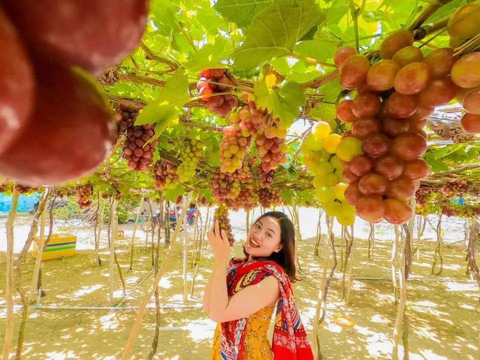 Tour Bình Hưng - Đồng Cừu - Vườn Nho